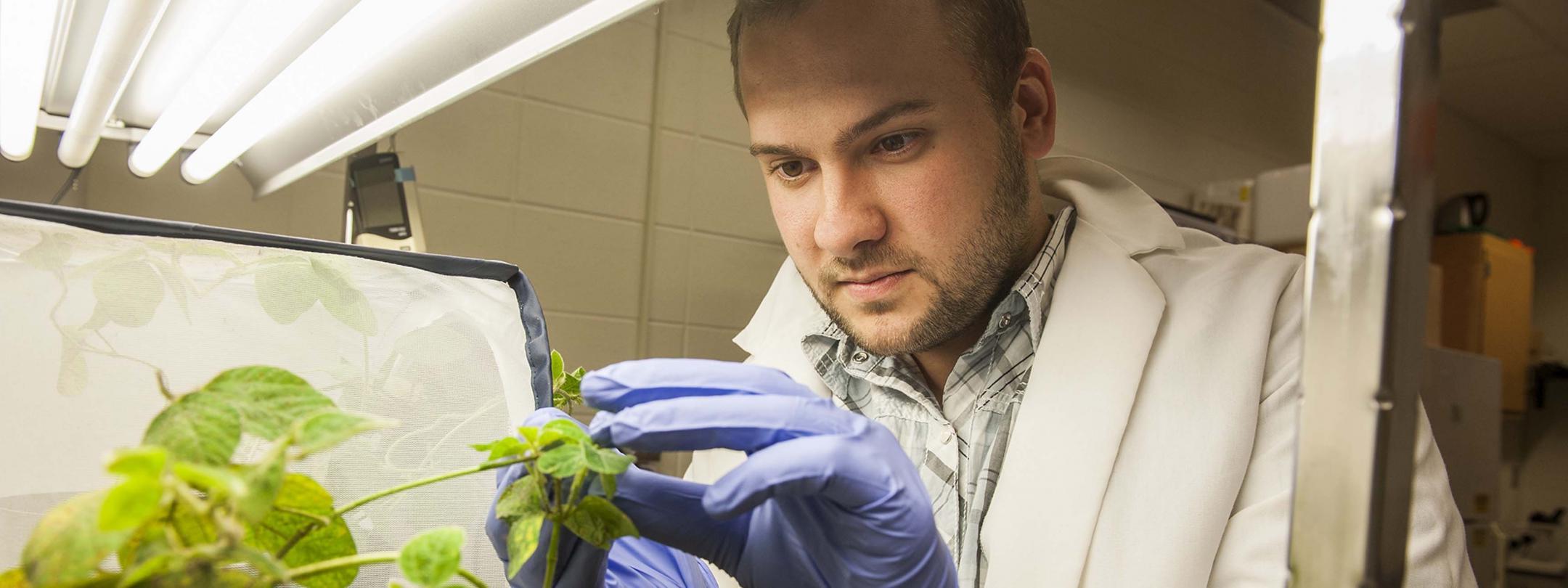 生物系学生为了研究正在检查一种植物.